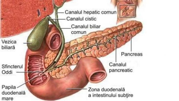 pancreas boala