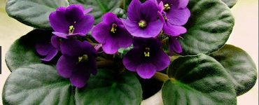 plante