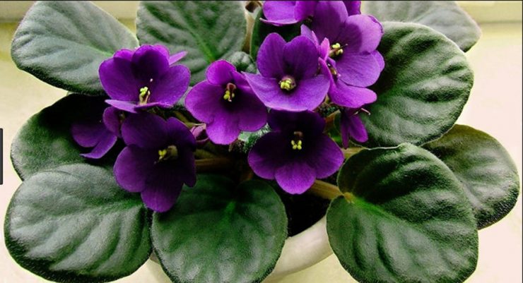 plante