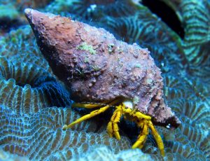 8 lucruri noi despre lumea în care trăim. Cu siguranță habar nu avea despre ele 18 viata ocean