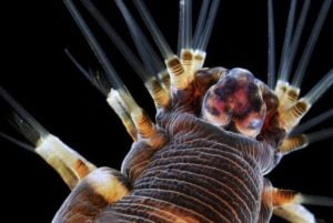 Unele din ele sunt adevărate ciudățenii! Fotografii fantastice ale obiectelor și creaturilor văzute sub microscop 20 vierme mare