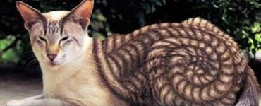 animale blana