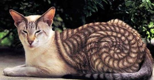 animale blana