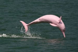 delfin roz