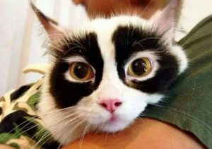 ochi pisica