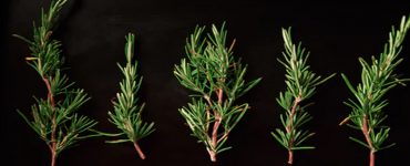 bacteri plante