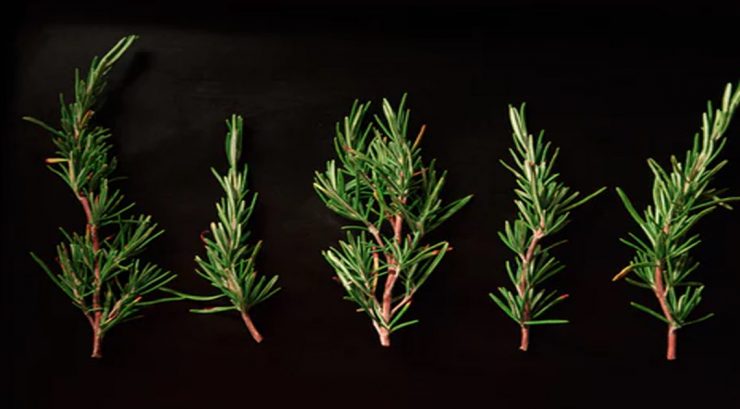 bacteri plante