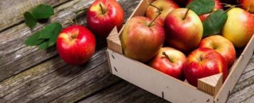 fructe iarna