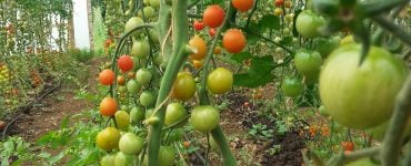 Tomatoes on the vine