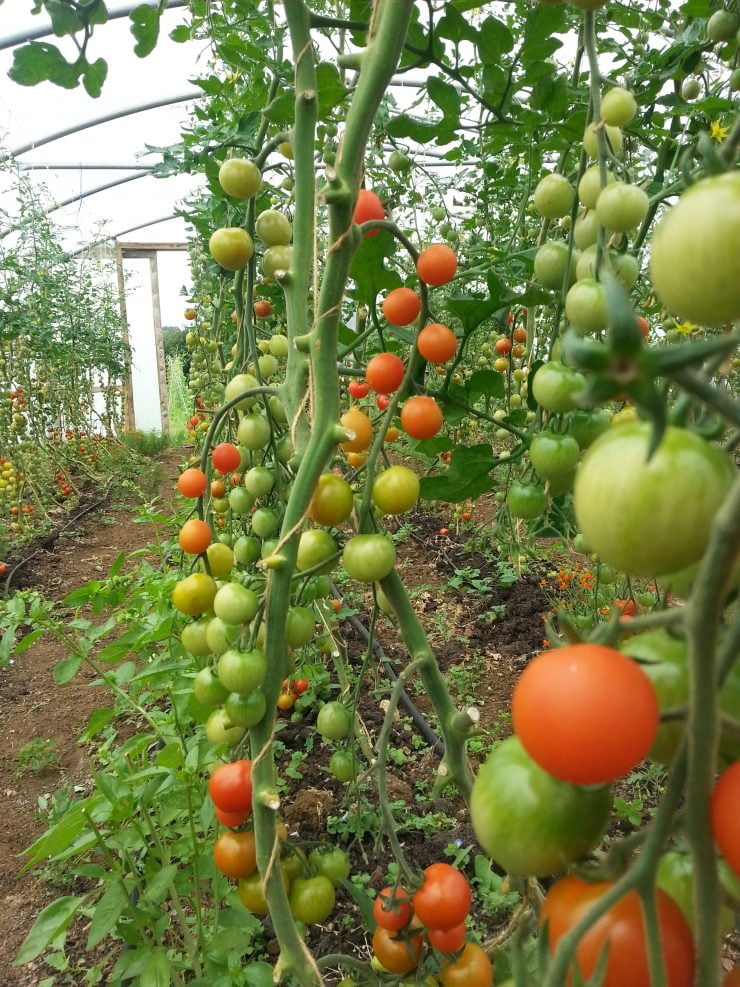 Tomatoes on the vine