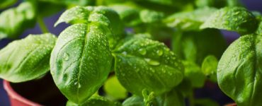 basil 932079 960 720 700x468