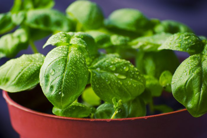 basil 932079 960 720