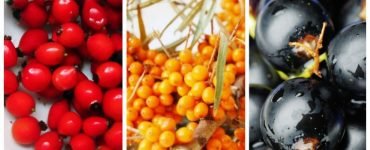 fructe padure