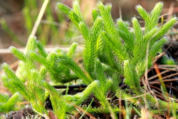 pedicuta