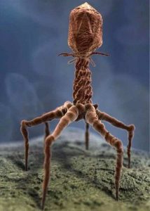 virus bacterie