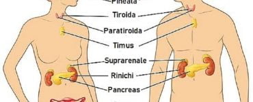 alimente categorii