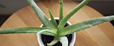 planta aloevera