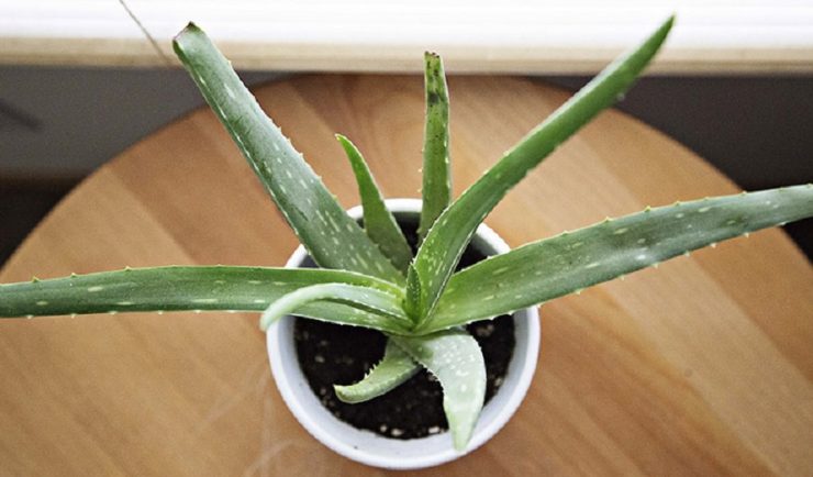 planta aloevera