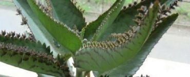 planta medic
