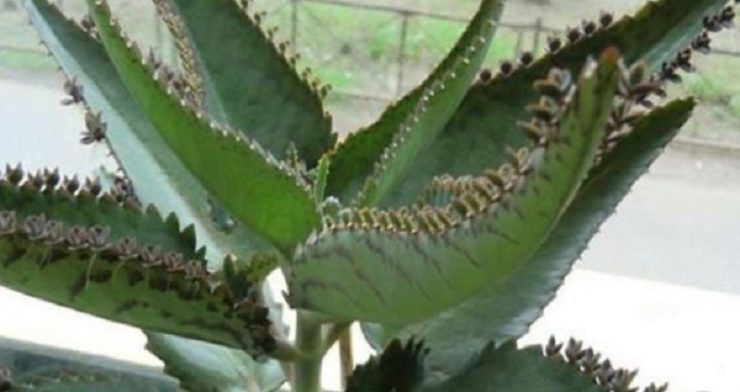 planta medic