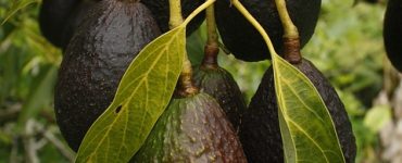 avocado 1304027 960 720