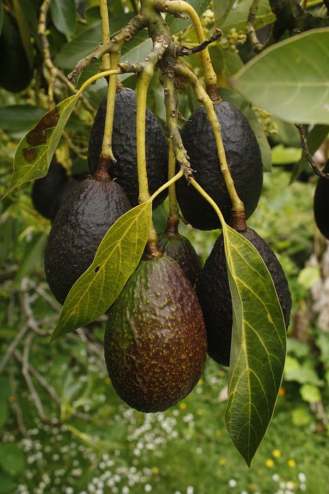 avocado 1304027 960 720