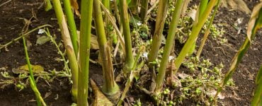 munnar cardamom 3