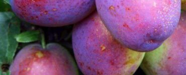 Plum Jubilee X 1 800x