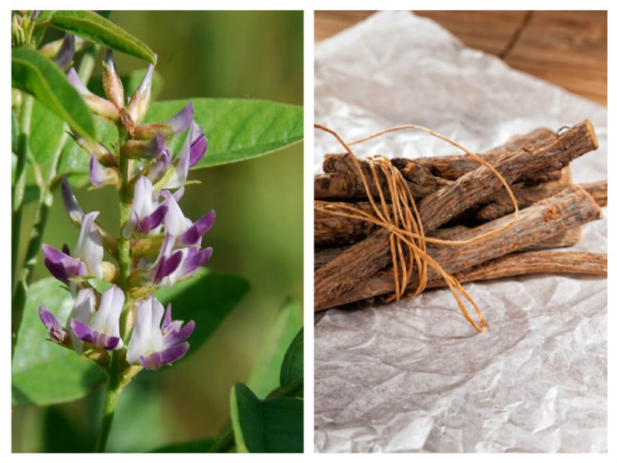 LEMNUL – DULCE vindecă rapid HEMOROIZII și previne apariția altora noi 4 lemnul dulce