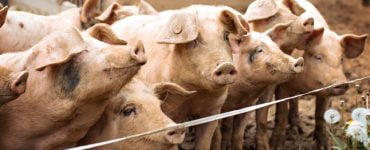 porci pesta porcina