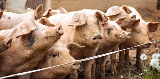 porci pesta porcina