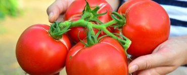 tomate foarte frumoase