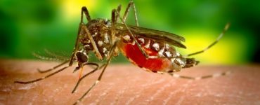 alerta in grecia avertisment pentru turisti din cauza virusului west nile 599826
