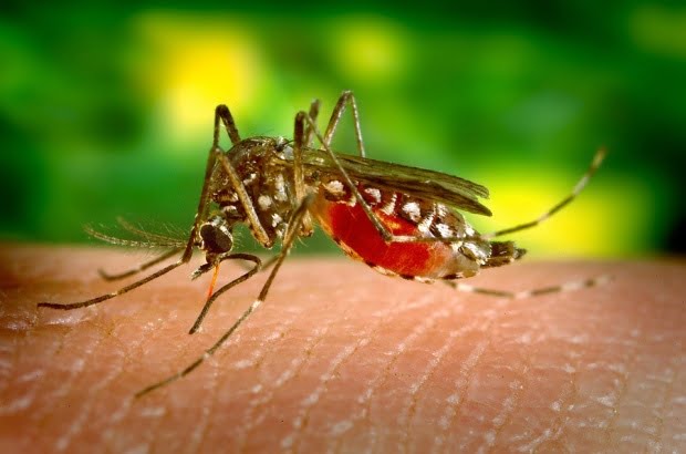alerta in grecia avertisment pentru turisti din cauza virusului west nile 599826