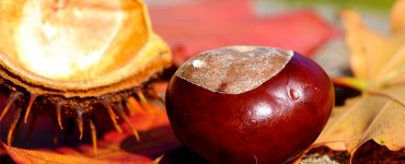 castane