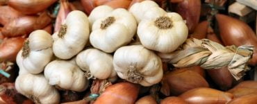 garlic and onions 89857900