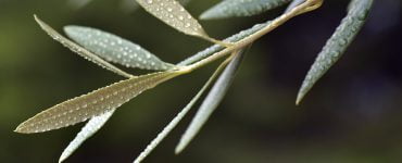 olive leaf 3662827 960 720