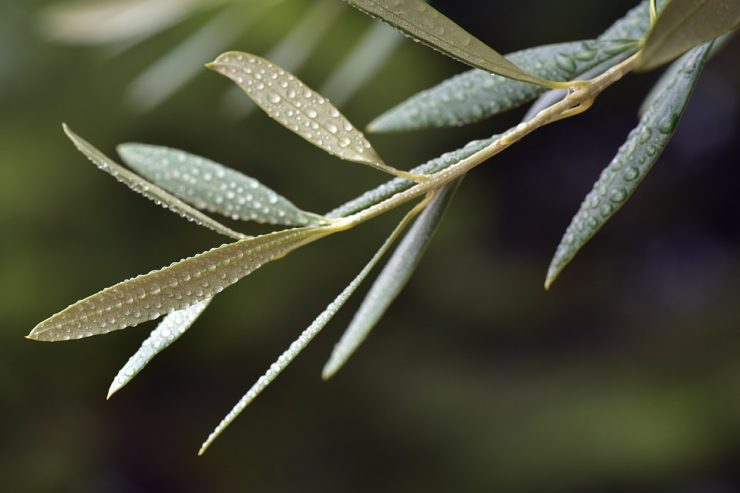 olive leaf 3662827 960 720