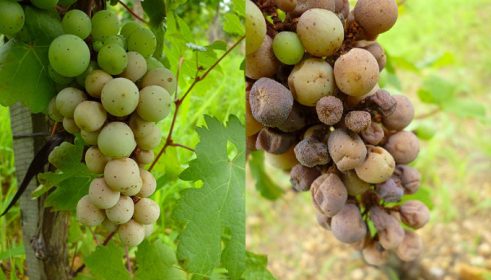 fig. 1 la 6 25 Coniella diplodiella