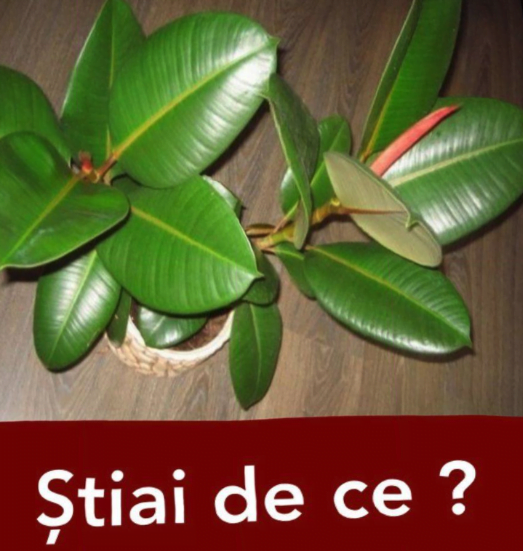 descărcare