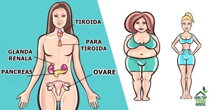 top 8 herbs to balance your hormones naturally