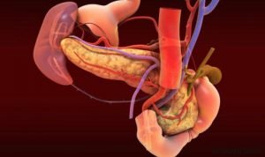 New humanorganmesentery 590x350 e9285 2 1