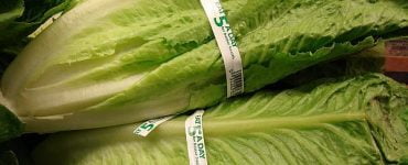 salata Romaine