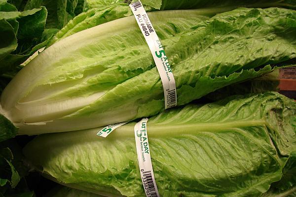 salata Romaine