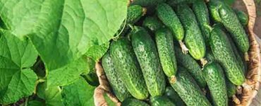 Amestecul de paine fermentata