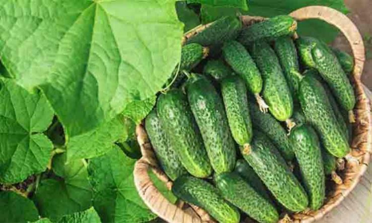 Amestecul de paine fermentata