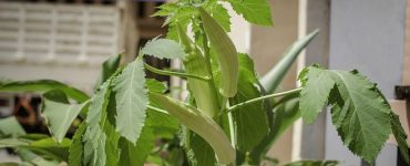 cropped lady finger 2774506 640