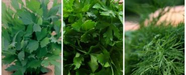 sfaturi pentru cultivarea verdeturilor 1024x576 1 768x432 1