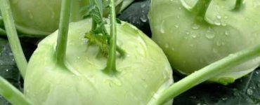 Gulia un adevărat leac minune pentru organism. Iată de ce este bine să mâncăm gulii