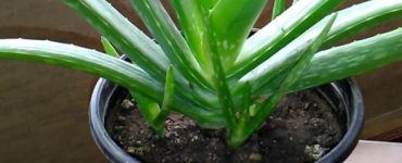 aloe vera casa
